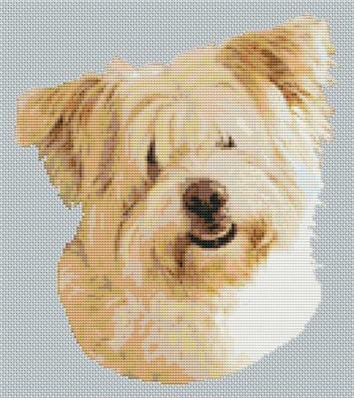 (image for) Wheaten Glen of Imaal Terrier